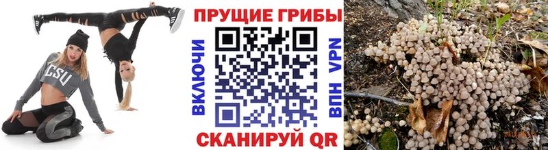 Псилоцибиновые грибы Cubensis  даркнет сайт  Добрянка 